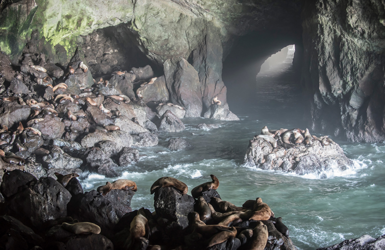 Sea Lion Caves – Oregon, USA