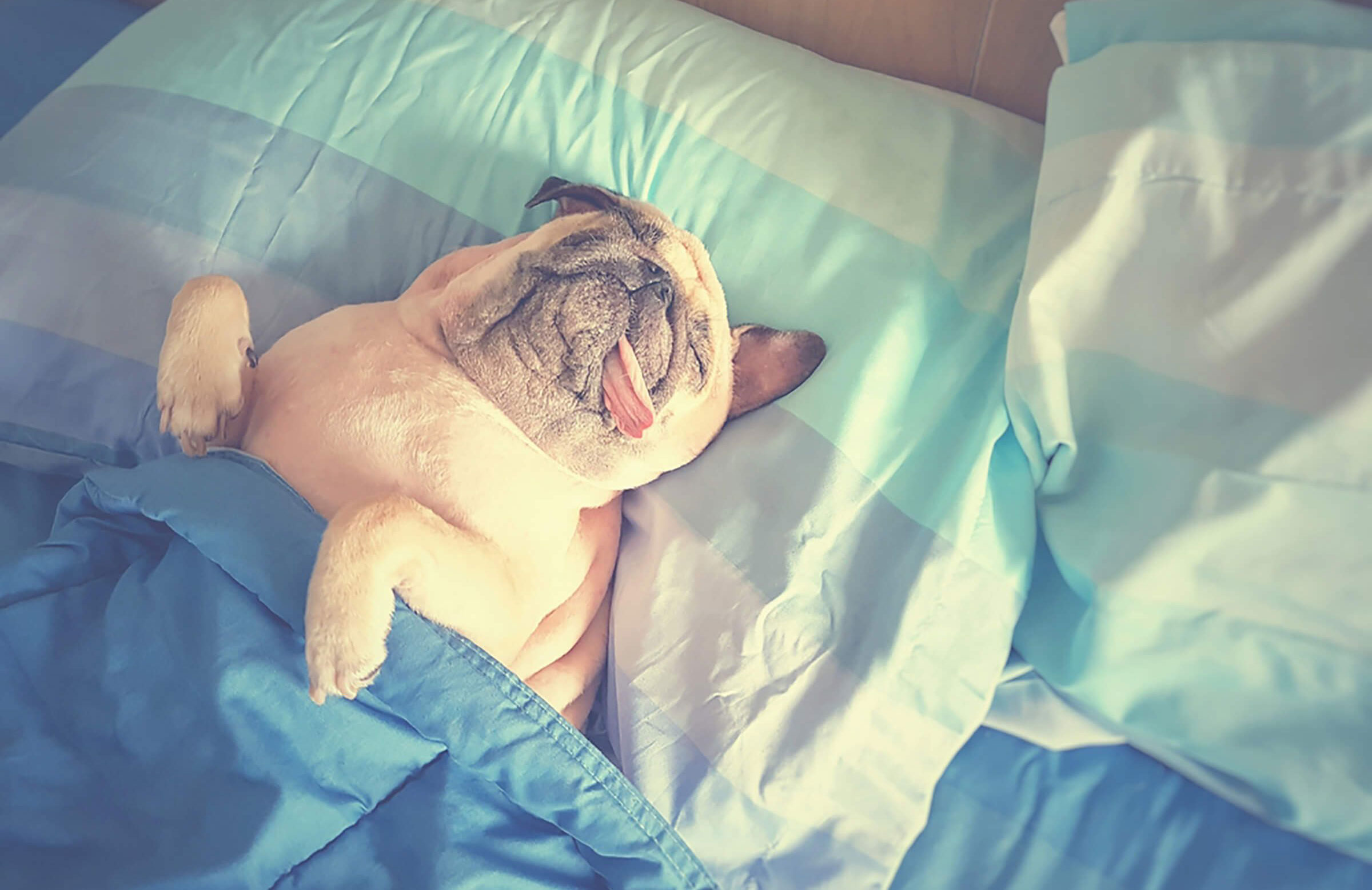 Naps are universal