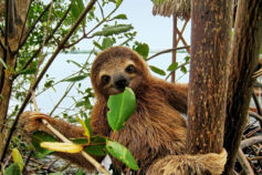 25 adorable sloth pictures you didn’t know you needed