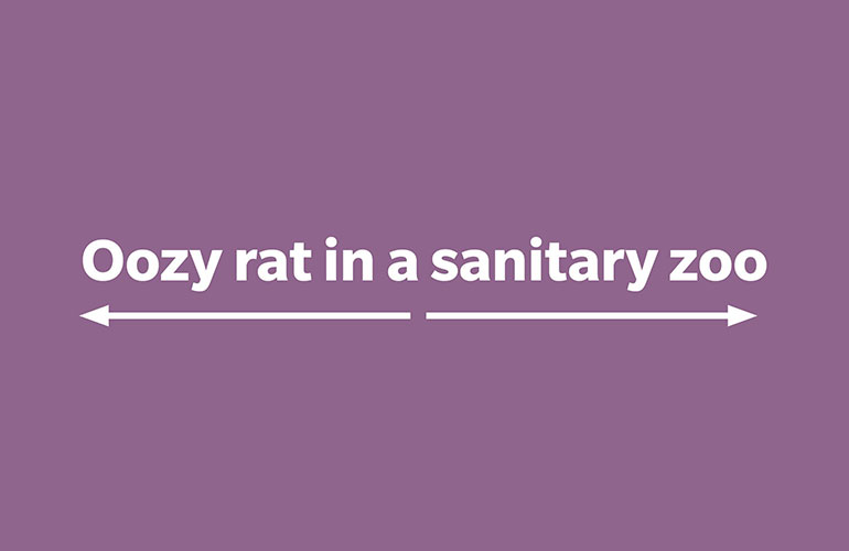 Oozy rat in a sanitary zoo