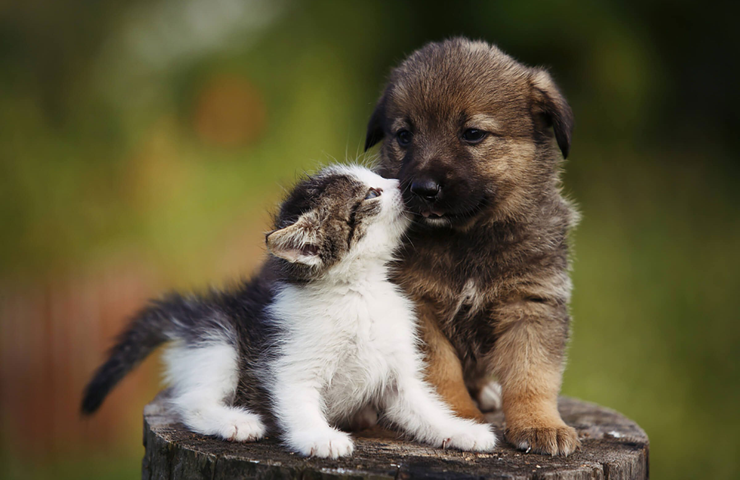Interspecies love is all the proof you need