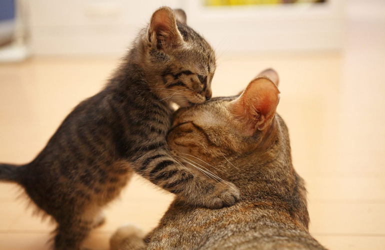 Do cats kiss one another?