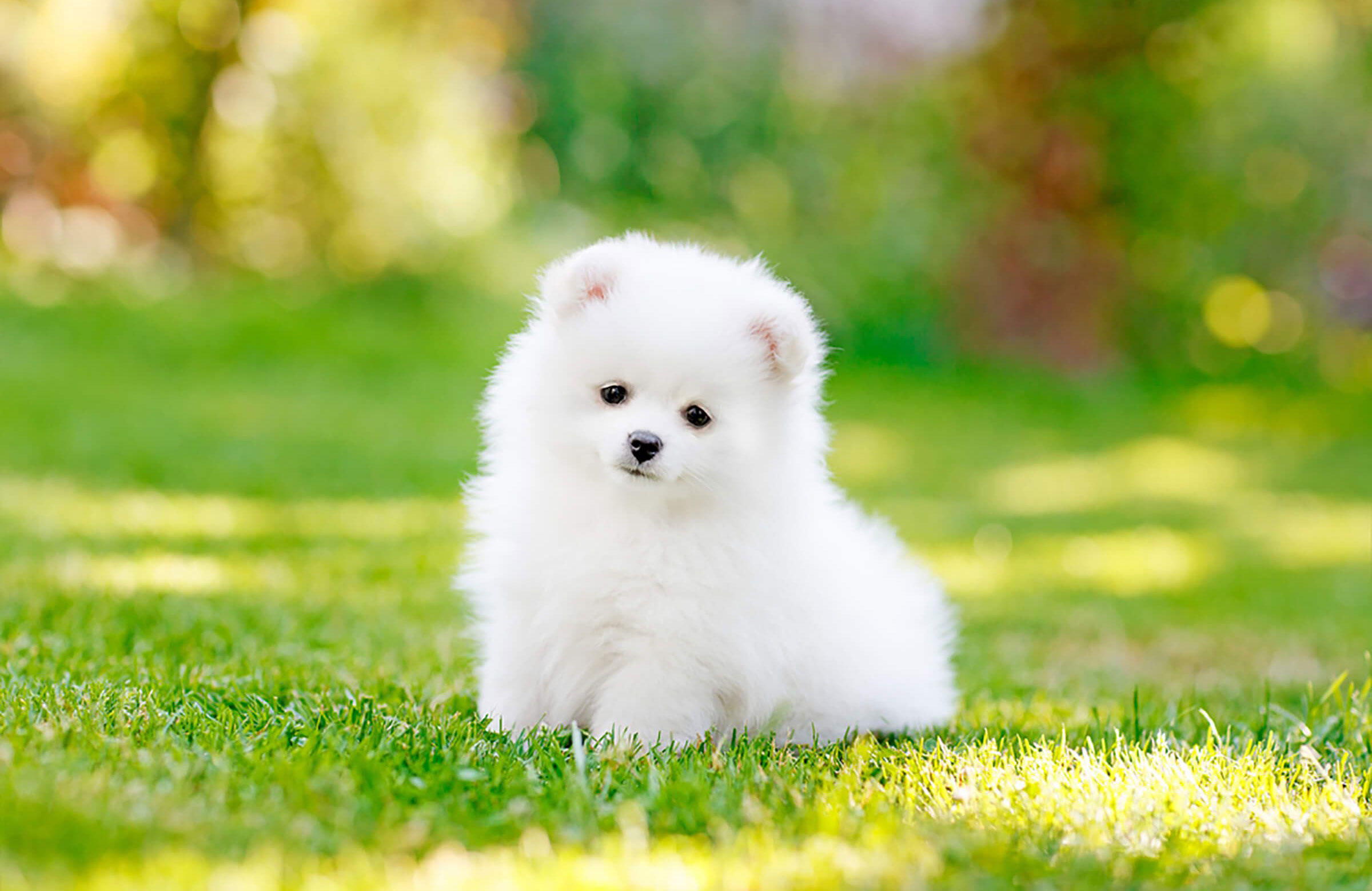 Can something this cute even be real?