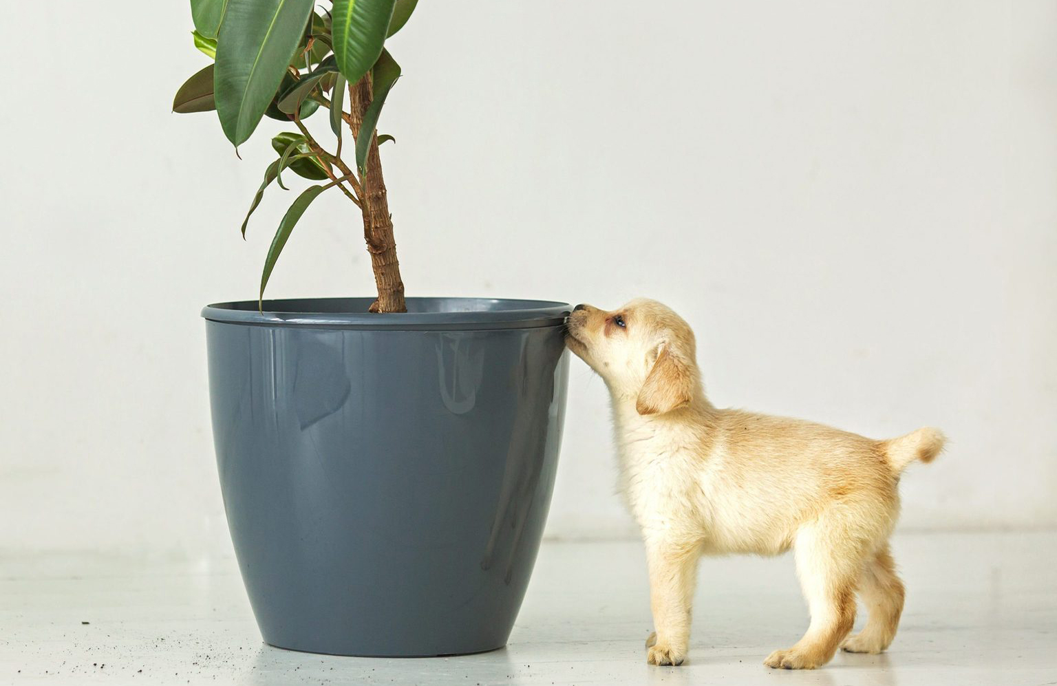 15 plants that are poisonous to dogs Reader's Digest Australia