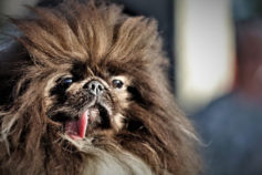 20 ugly dogs that are still so darn cute