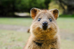 21 photos of the cutest wild animals in the world