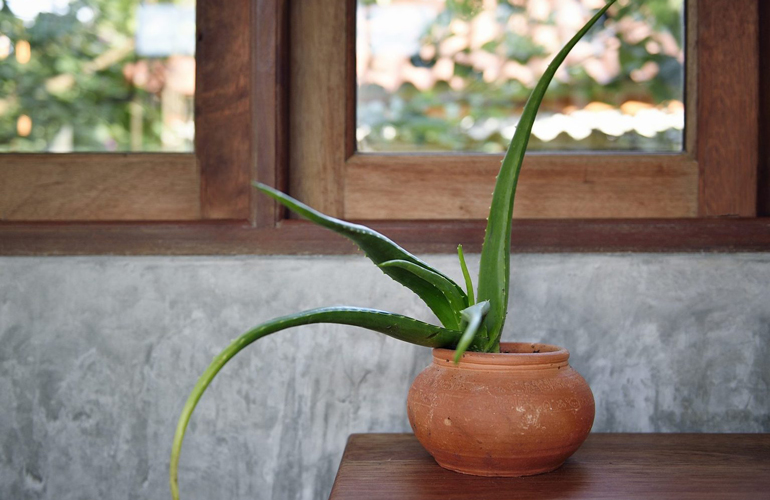Aloe vera