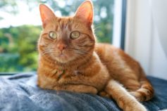 10 orange cat breeds you’ll fall in love with