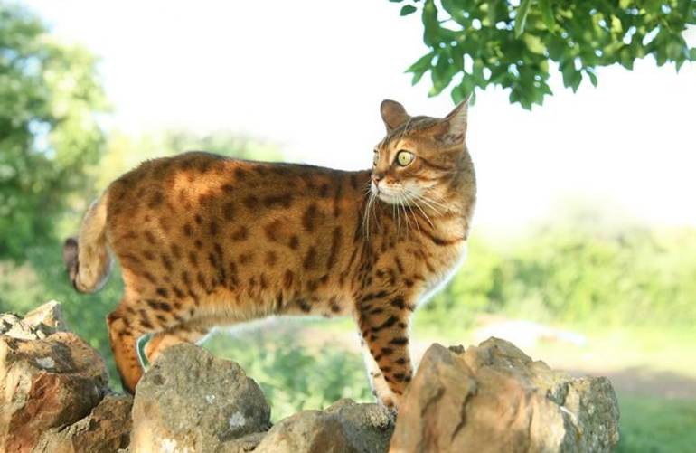 Bengal