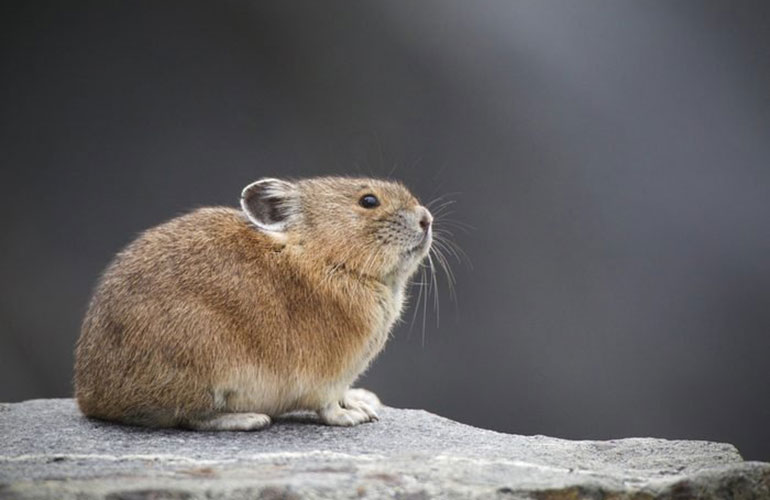 Pika, Asia and North America