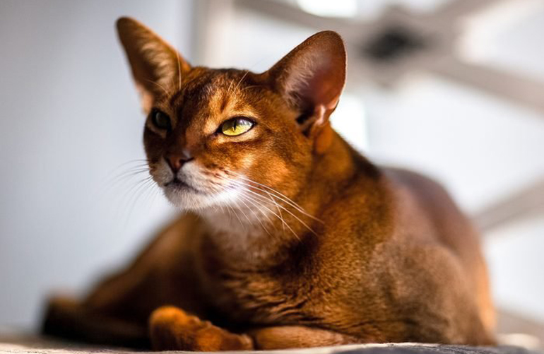 Abyssinian