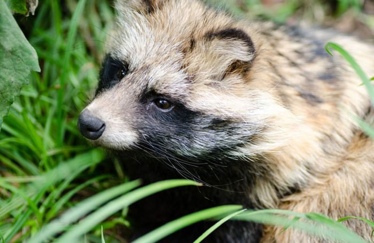 Japanese raccoon dog, Asia