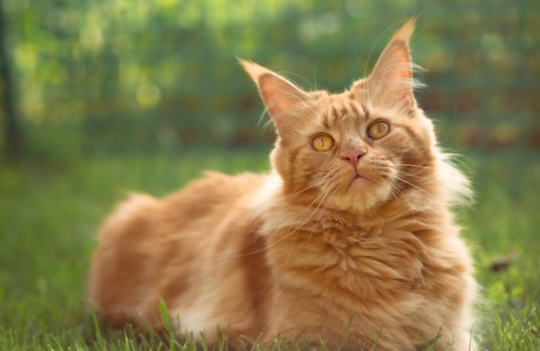 Maine Coon