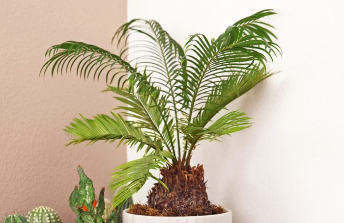 Sago palm (cycas revoluta)