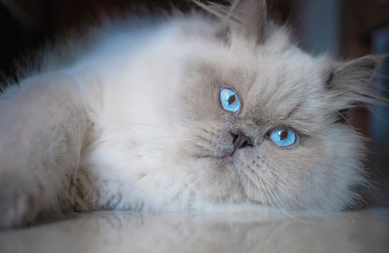 Colourpoint Shorthair