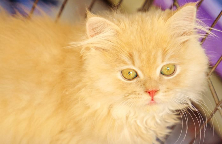 Turkish Angora