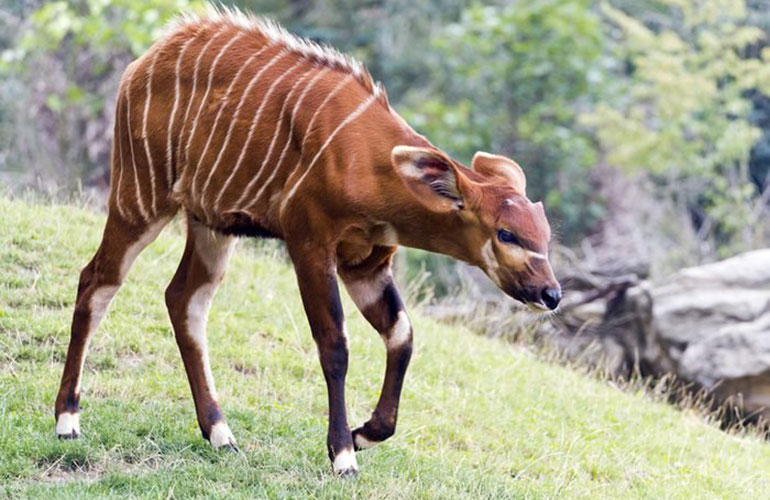 Bongo, Africa