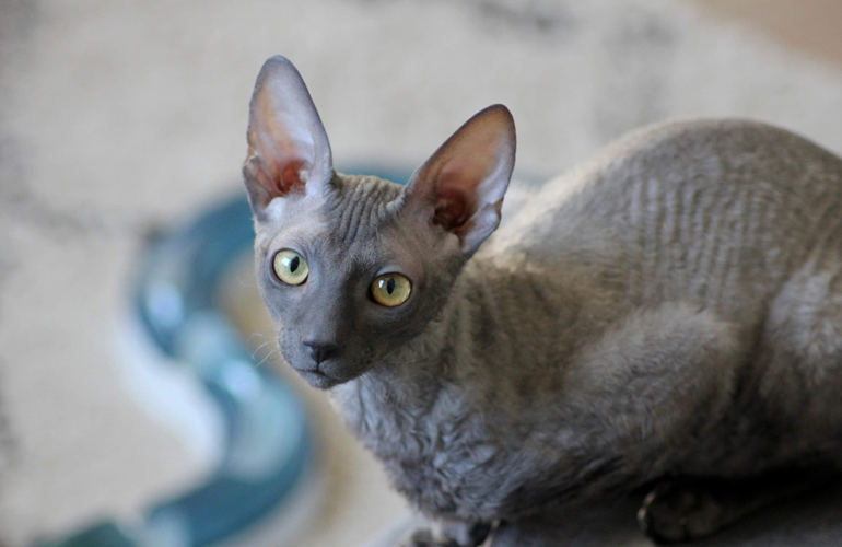Cornish Rex
