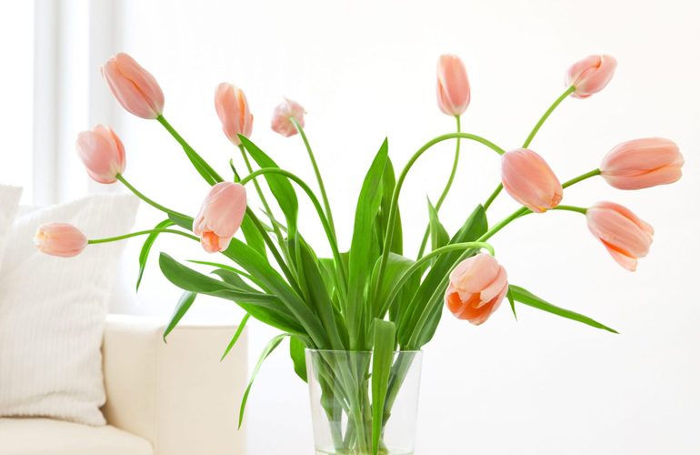 Tulips (tulipa)