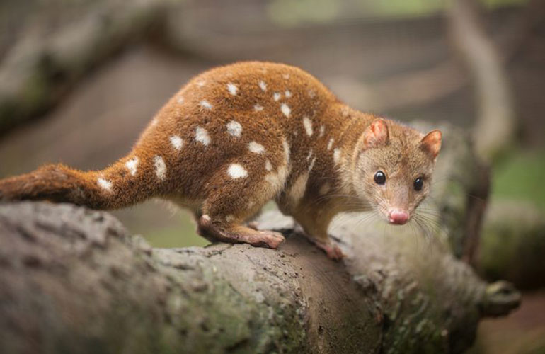 Quoll, Australia and New Guinea