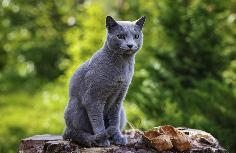 Russian Blue