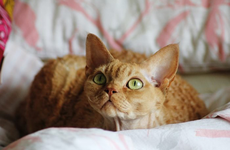 Devon Rex