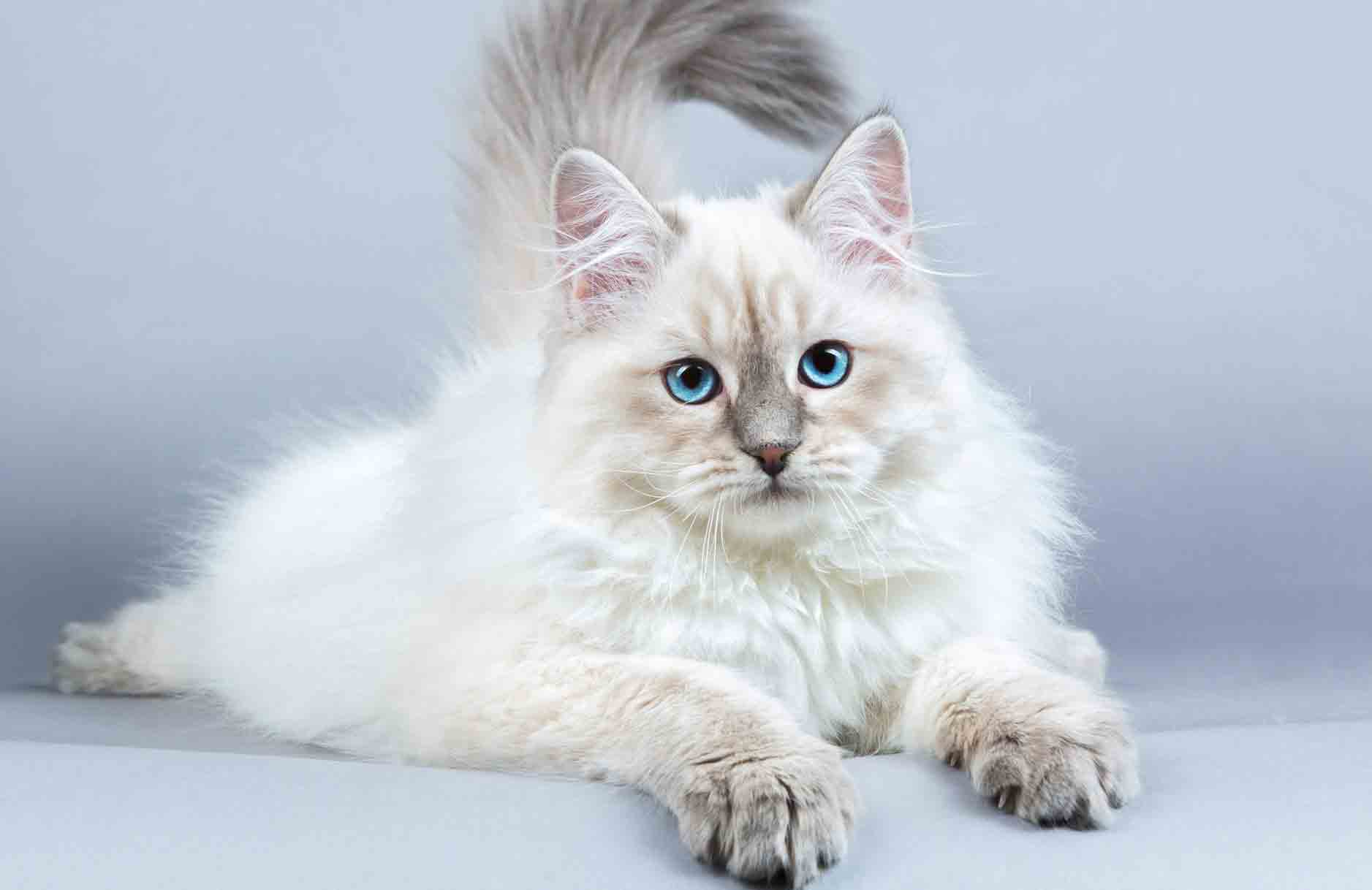 Siberian