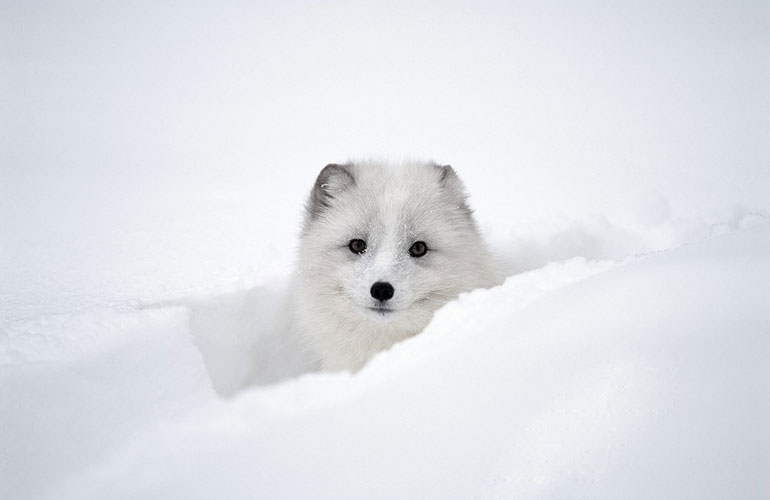 Arctic foxes, Arctic Circle