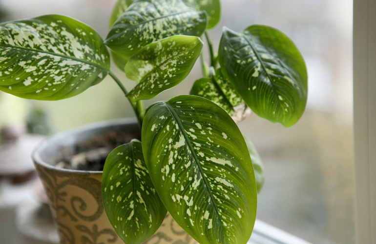 Dumb cane (diffenbachia)