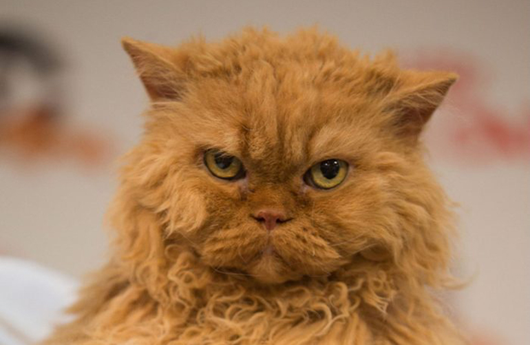 Selkirk Rex