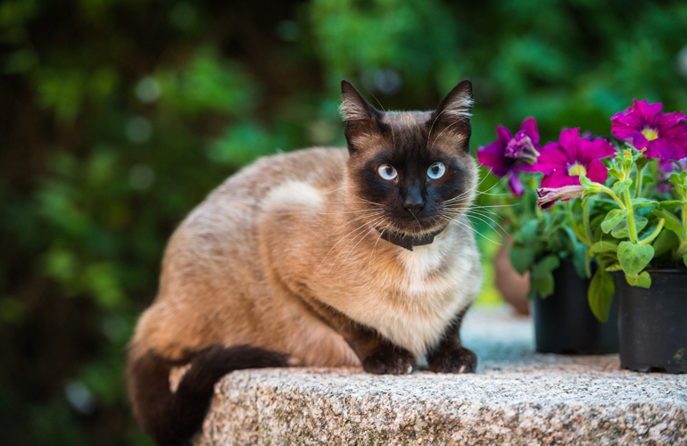 Siamese