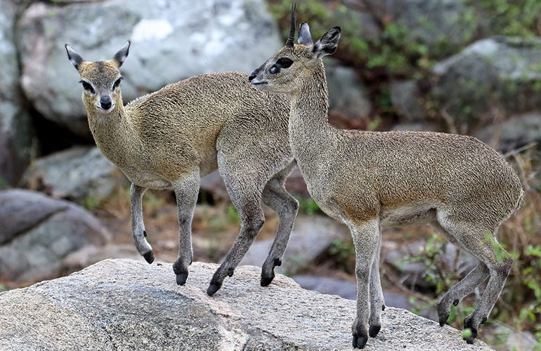 Klipspringer, Southern Africa