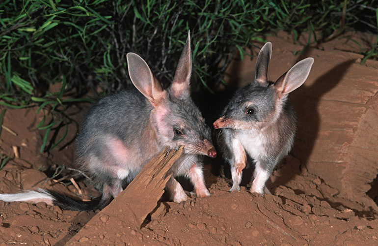 Bilby, Australia