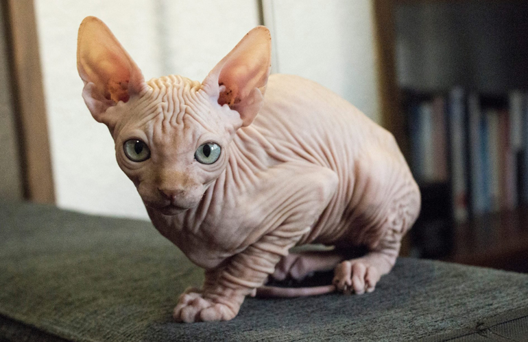 Sphynx
