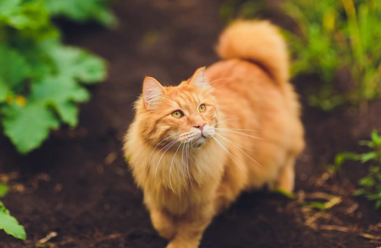 American Bobtail