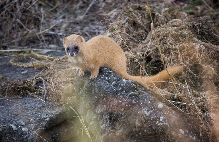 Japanese weasel, Japan