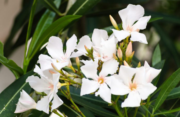 Oleander (nerium oleander)