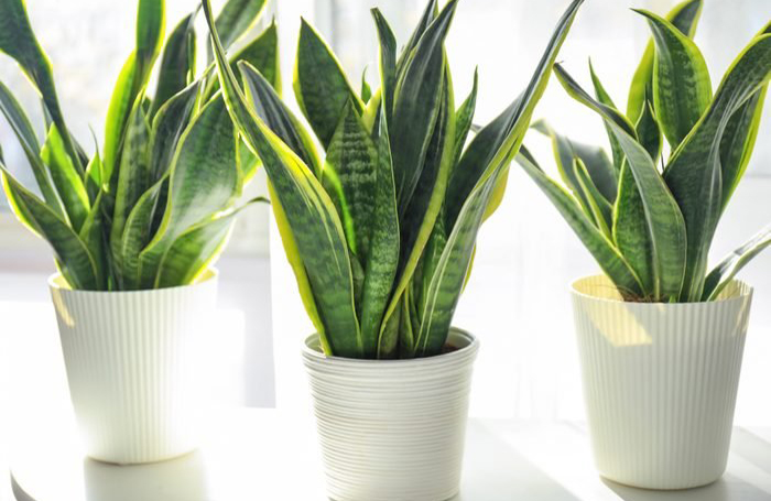 Snake plants (sansevieria trifasciata)