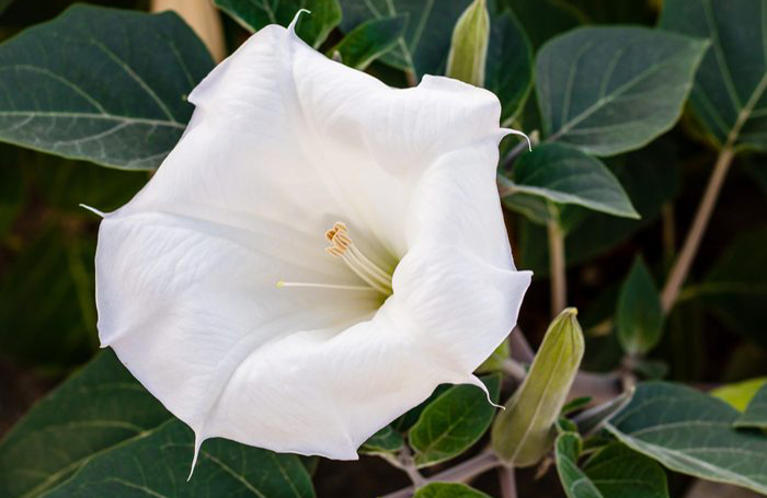 Morning glory (ipomoea)