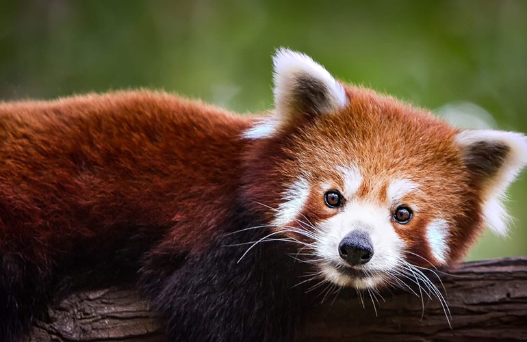 Red panda, Eastern Himalayas