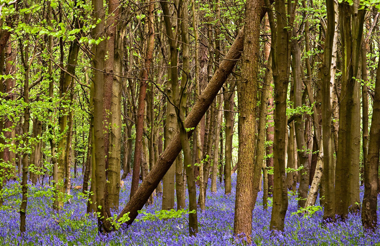 Whippendell Wood, Watford, England