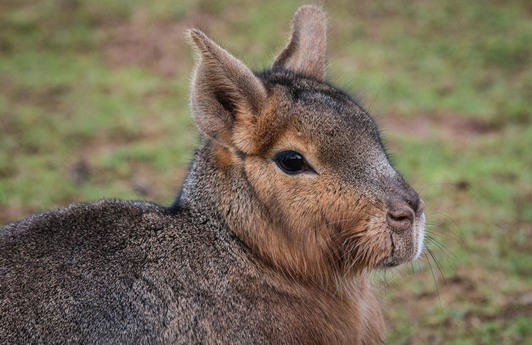 Patagonian mara, Argentina and Patagonia