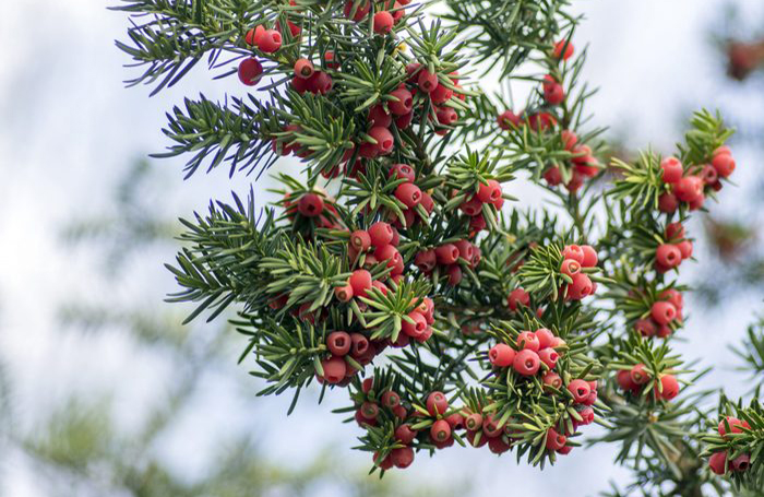Yew (taxus)
