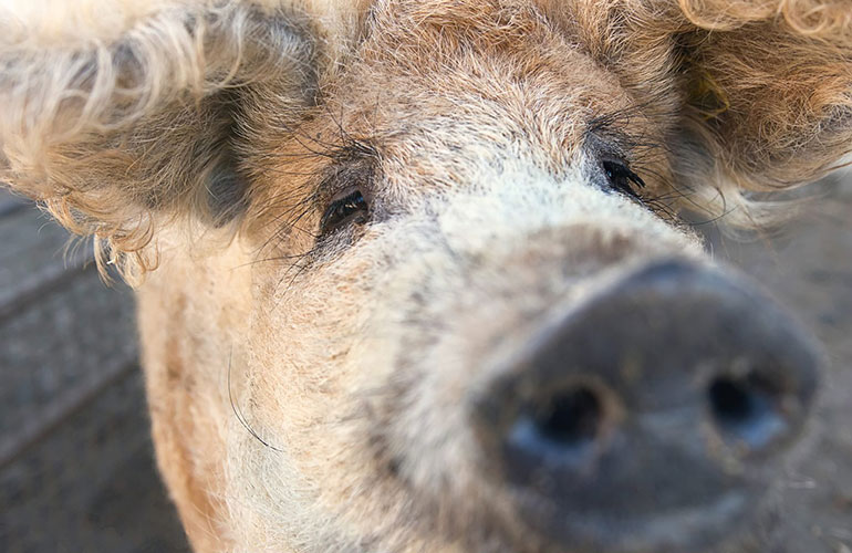 Mangalitsa, Hungary
