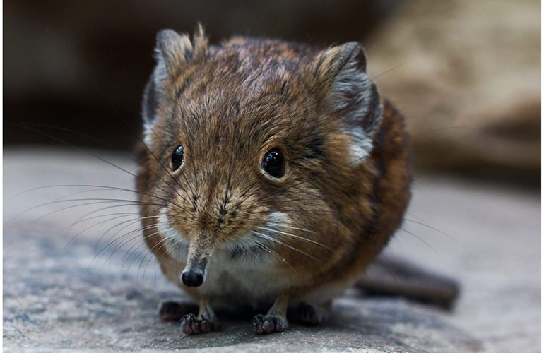 Elephant shrew, Africa