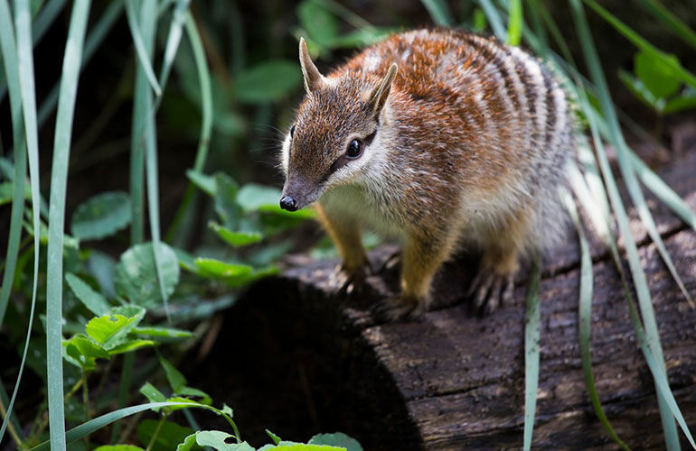 Numbat, Western Australia