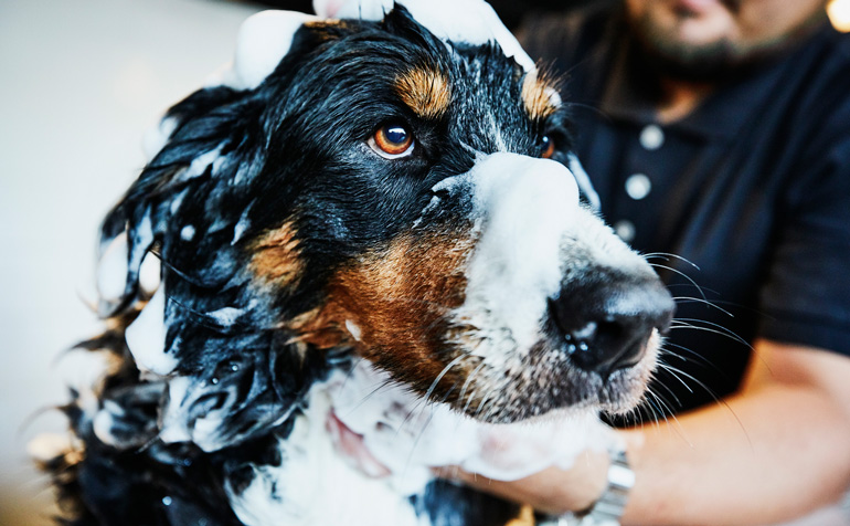 A little bit of at-home grooming goes a long way