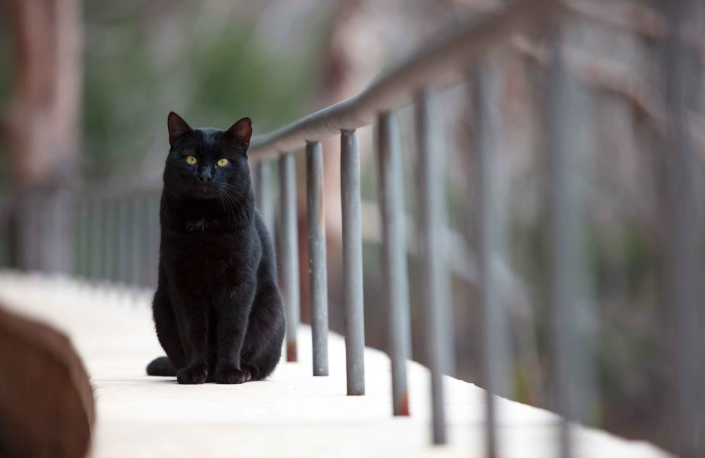 Superstition: Black cats are bad omens