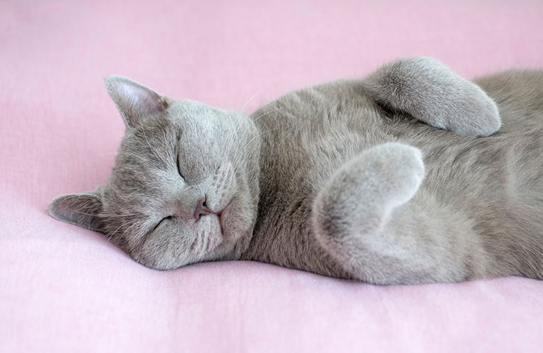 Catnap anyone?