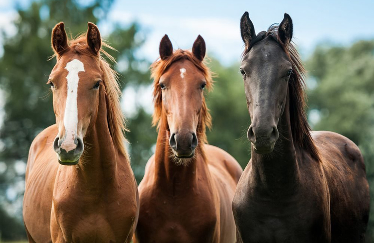 Easy maths riddles: Farm life
